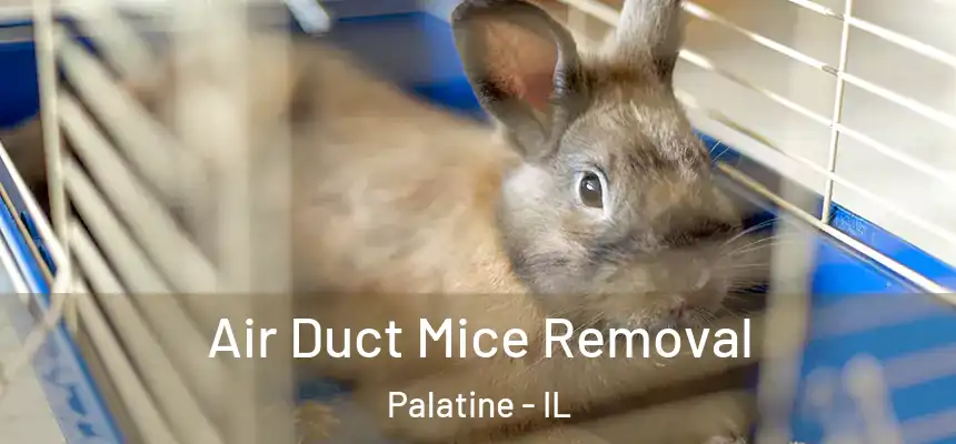  Air Duct Mice Removal Palatine - IL
