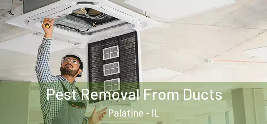  Pest Removal From Ducts Palatine - IL